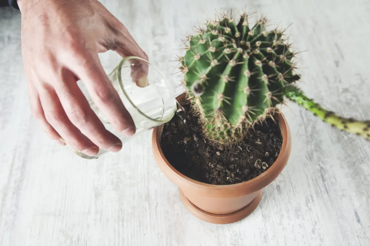 Come riconoscere se una pianta ha bisogno di acqua (senza doverla annegare)