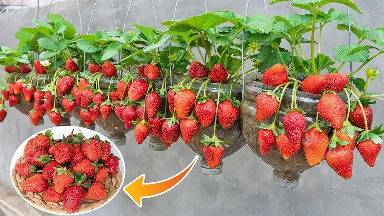 Come coltivare le fragole in vaso e avere un raccolto abbondante e dolcissimo