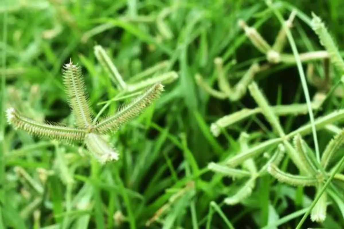 Il prato è infestato dalla gramigna? La soluzione naturale per eliminarla senza diserbanti