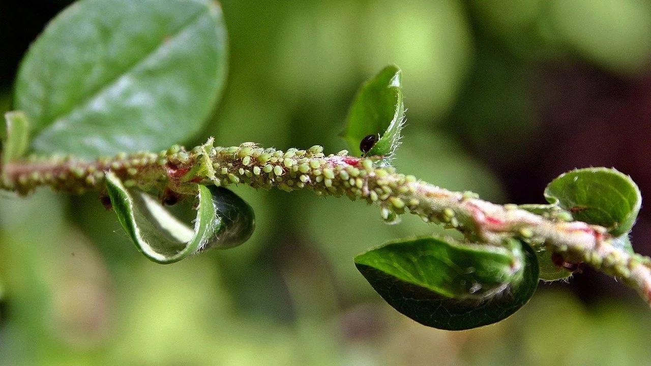 Come eliminare la cocciniglia in modo naturale